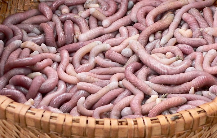 Giá trị dinh dưỡng của sá sùng